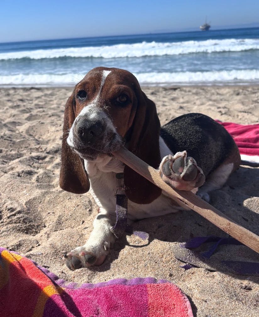 Winston, a tricolor basset hound, lying on the sand chewing a stick, with waves rolling in behind him